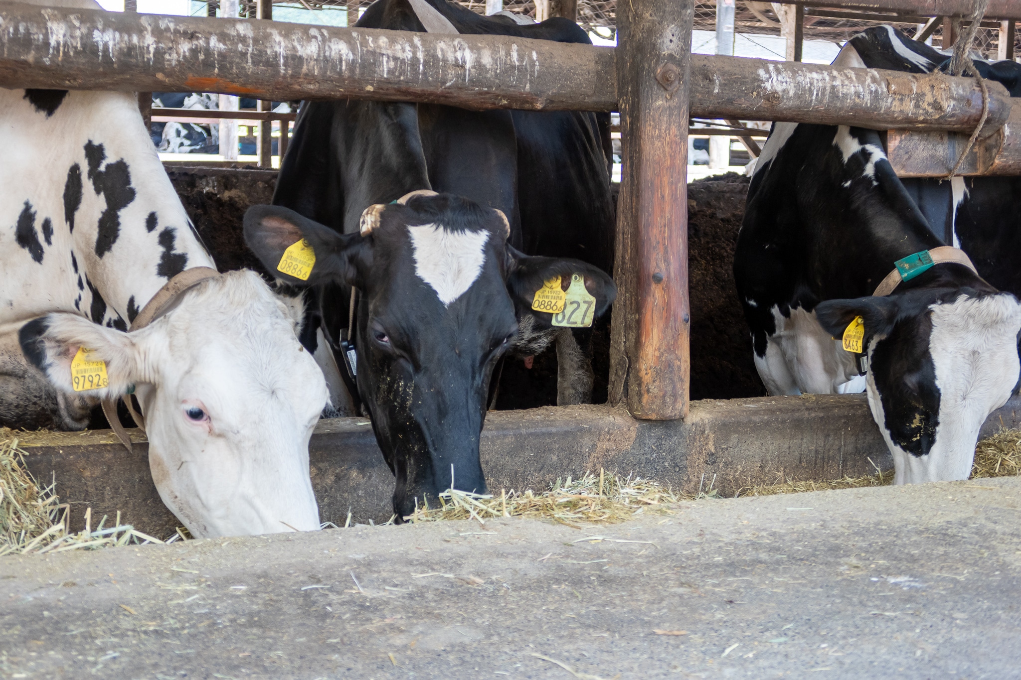 実りの季節を感じる稲穂の風景
