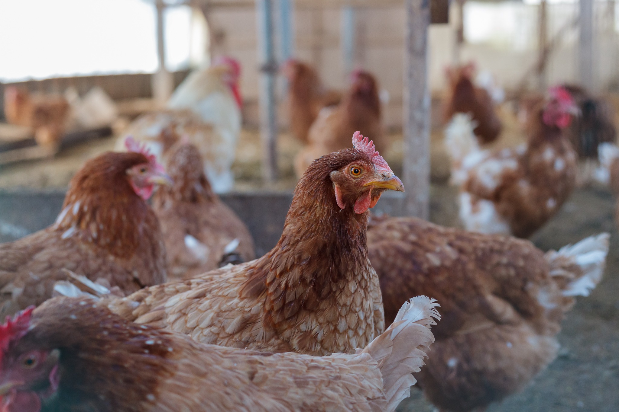 高島市の自然 풍景